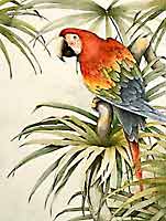 Green Winged Macaw II
