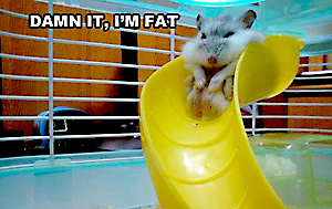 gerbil cant slide