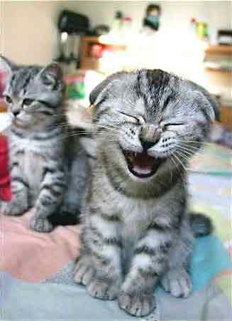 cat lauhging !!!