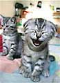 laughing cat