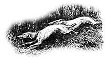 greyhound hunters