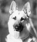 Rin Tin Tin