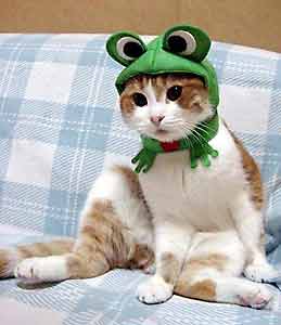 Frog hat cat