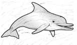 bottlenose dolphin