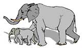 elephant family