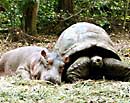 hippo and tortoise