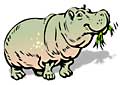 hippo eats grass