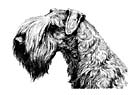 irish kerry blue terrier