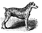 irish terrier