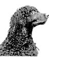 irish water spaniel