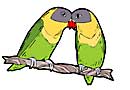 masked lovebirds