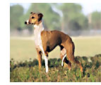 italian greyhound