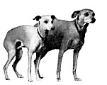 miniature greyhounds