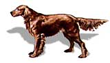 irish setter