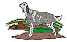 field dog