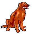 Irish Setter