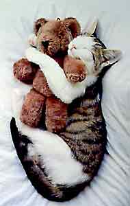 cat with teddy
