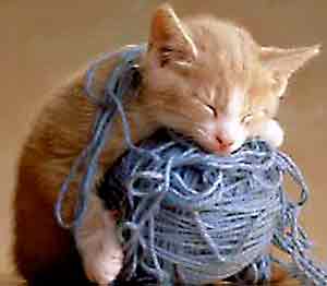 sleepCatYarn.jpg