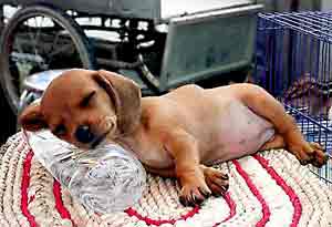 puppy on rug