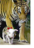 tiger with baby pig