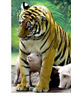 tiger guards piglet