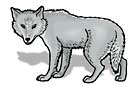 gray wolf